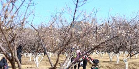 原创 广州「香雪梅花」开了!800000㎡梅花绽放,花期倒计时7天13