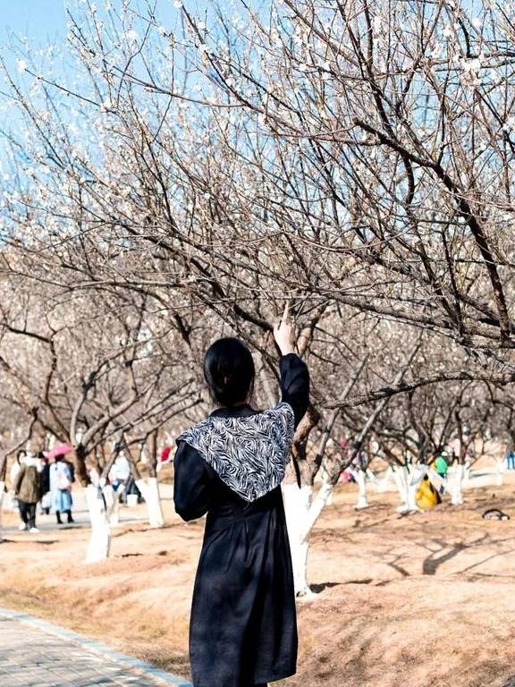 原创 广州「香雪梅花」开了!800000㎡梅花绽放,花期倒计时7天14