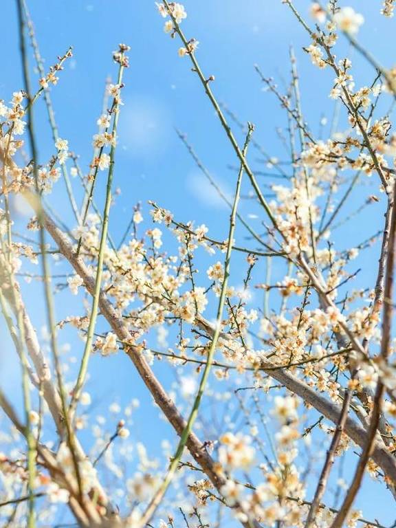 原创 广州「香雪梅花」开了!800000㎡梅花绽放,花期倒计时7天15