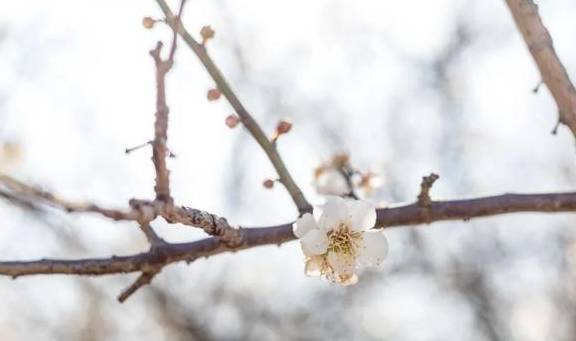 原创 广州「香雪梅花」开了!800000㎡梅花绽放,花期倒计时7天9
