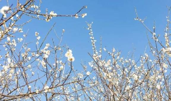 原创 广州「香雪梅花」开了!800000㎡梅花绽放,花期倒计时7天10