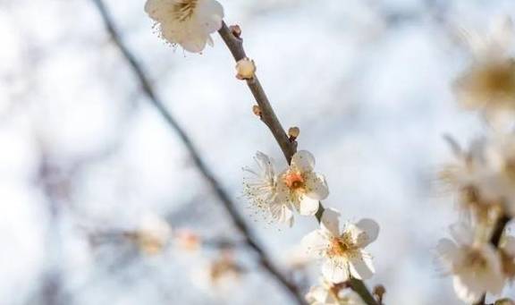 原创 广州「香雪梅花」开了!800000㎡梅花绽放,花期倒计时7天16