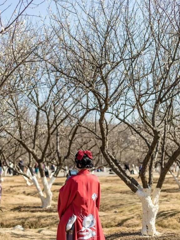 原创 广州「香雪梅花」开了!800000㎡梅花绽放,花期倒计时7天17