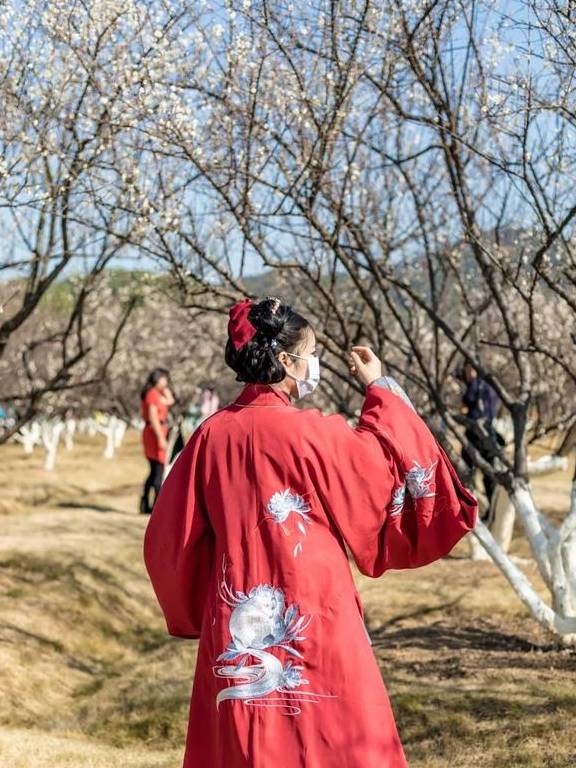 原创 广州「香雪梅花」开了!800000㎡梅花绽放,花期倒计时7天18