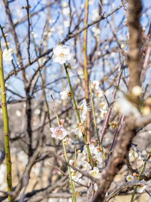 原创 广州「香雪梅花」开了!800000㎡梅花绽放,花期倒计时7天20