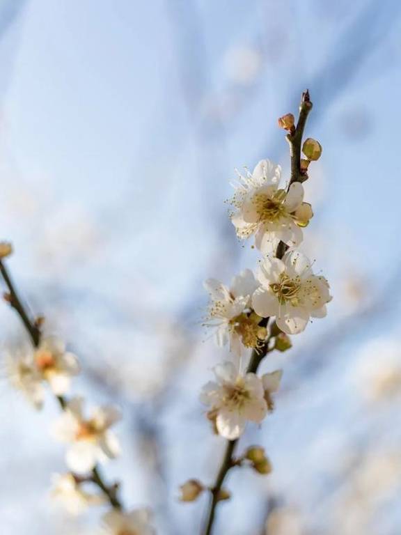 原创 广州「香雪梅花」开了!800000㎡梅花绽放,花期倒计时7天21