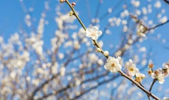 原创 广州「香雪梅花」开了!800000㎡梅花绽放,花期倒计时7天22