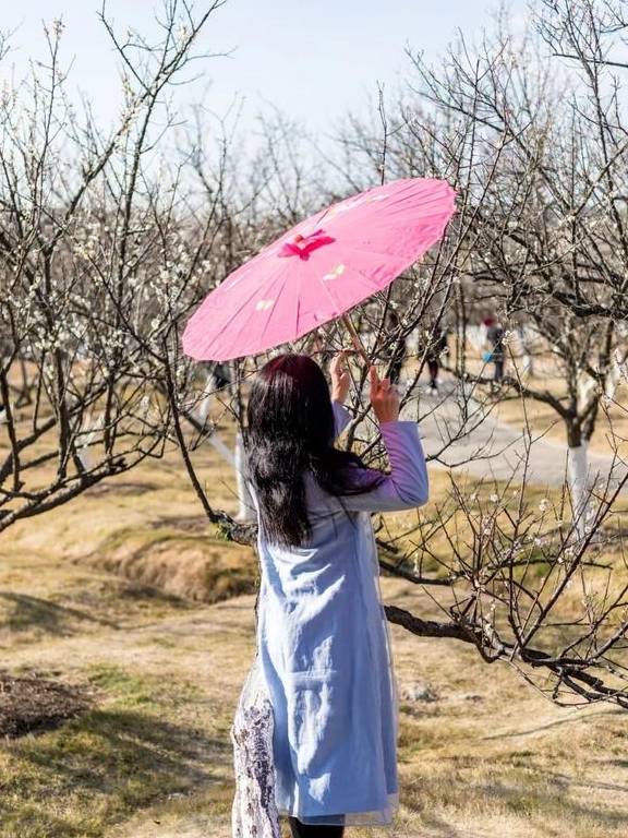 原创 广州「香雪梅花」开了!800000㎡梅花绽放,花期倒计时7天23