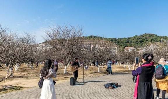 原创 广州「香雪梅花」开了!800000㎡梅花绽放,花期倒计时7天25