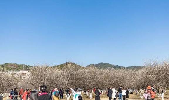 原创 广州「香雪梅花」开了!800000㎡梅花绽放,花期倒计时7天26
