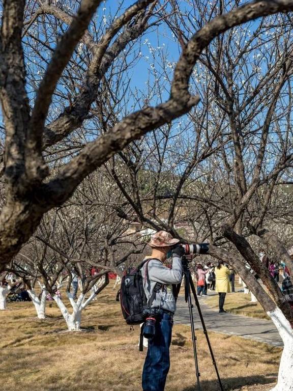 原创 广州「香雪梅花」开了!800000㎡梅花绽放,花期倒计时7天28