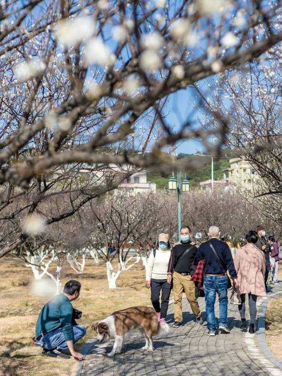 原创 广州「香雪梅花」开了!800000㎡梅花绽放,花期倒计时7天29