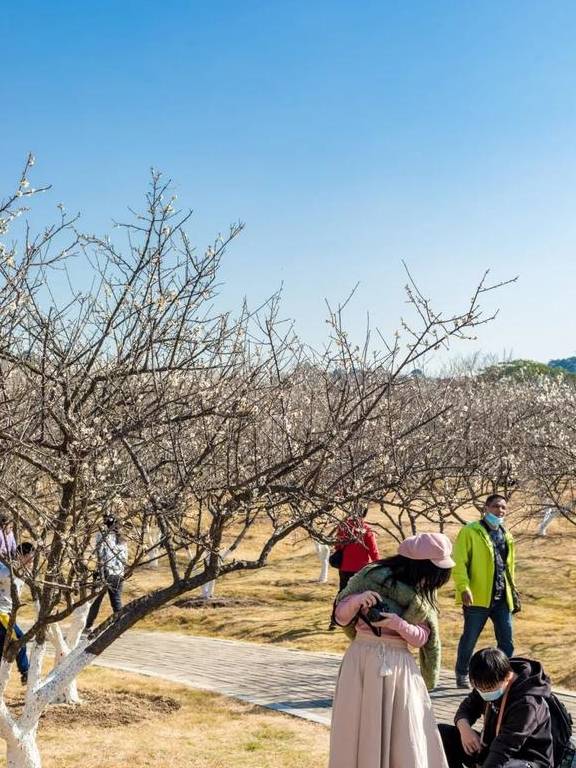 原创 广州「香雪梅花」开了!800000㎡梅花绽放,花期倒计时7天31