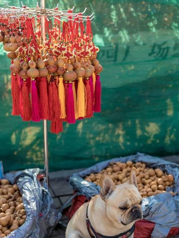 原创 广州「香雪梅花」开了!800000㎡梅花绽放,花期倒计时7天42