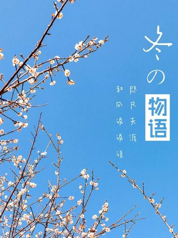 原创 广州「香雪梅花」开了!800000㎡梅花绽放,花期倒计时7天43