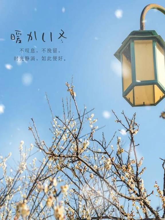 原创 广州「香雪梅花」开了!800000㎡梅花绽放,花期倒计时7天44