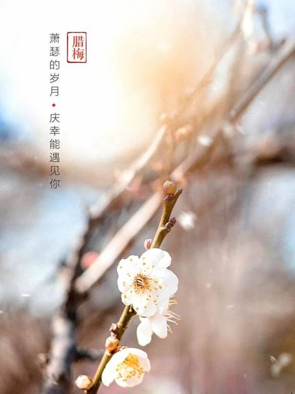 原创 广州「香雪梅花」开了!800000㎡梅花绽放,花期倒计时7天45