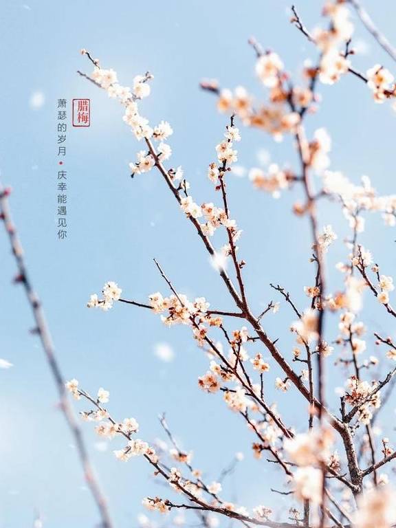 原创 广州「香雪梅花」开了!800000㎡梅花绽放,花期倒计时7天46