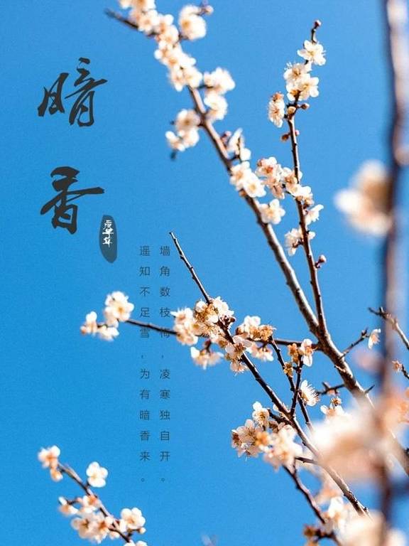 原创 广州「香雪梅花」开了!800000㎡梅花绽放,花期倒计时7天47