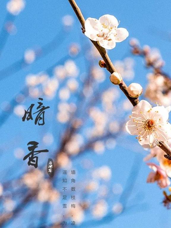 原创 广州「香雪梅花」开了!800000㎡梅花绽放,花期倒计时7天48