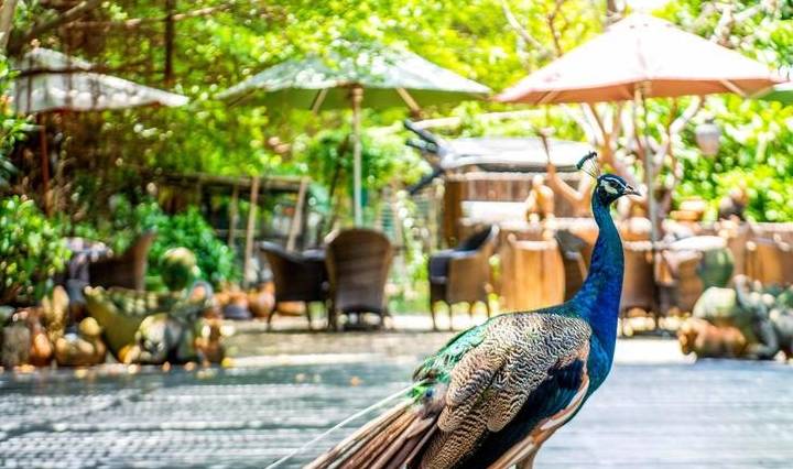 原创 广东最适合赏鸟的好去处，超适合亲子游，在此能与动植物亲密接触5