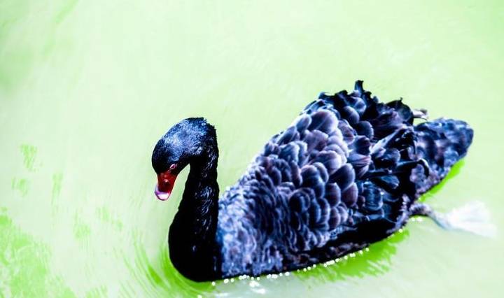 原创 广东最适合赏鸟的好去处，超适合亲子游，在此能与动植物亲密接触9