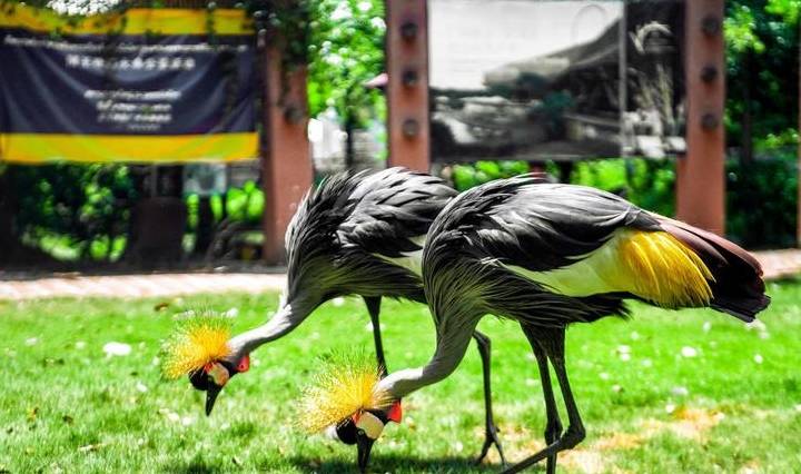 原创 广东最适合赏鸟的好去处，超适合亲子游，在此能与动植物亲密接触12