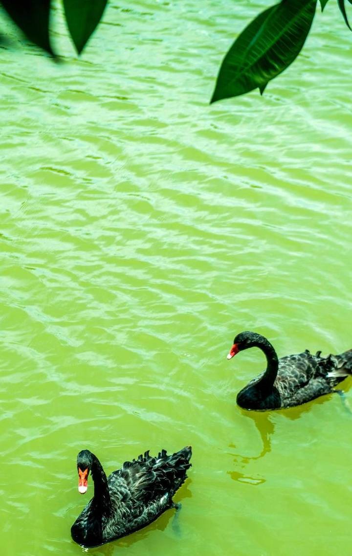 原创 广东最适合赏鸟的好去处，超适合亲子游，在此能与动植物亲密接触14