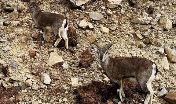 原创 1条西藏进阶秘线,带你探访最神秘的冰川、美若桃源的边城亚东7