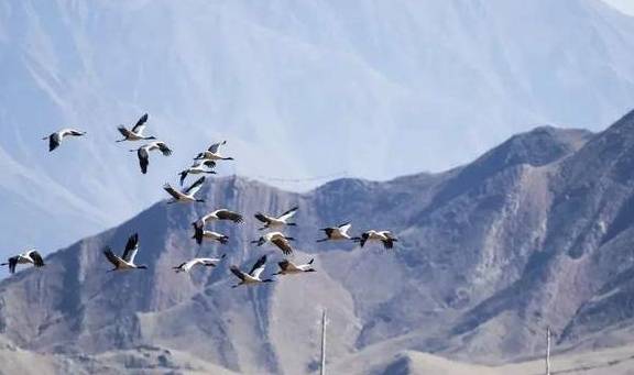 原创 晒太阳、喝甜茶、文艺CityWalk……日光之城拉萨,太适合过冬了!41