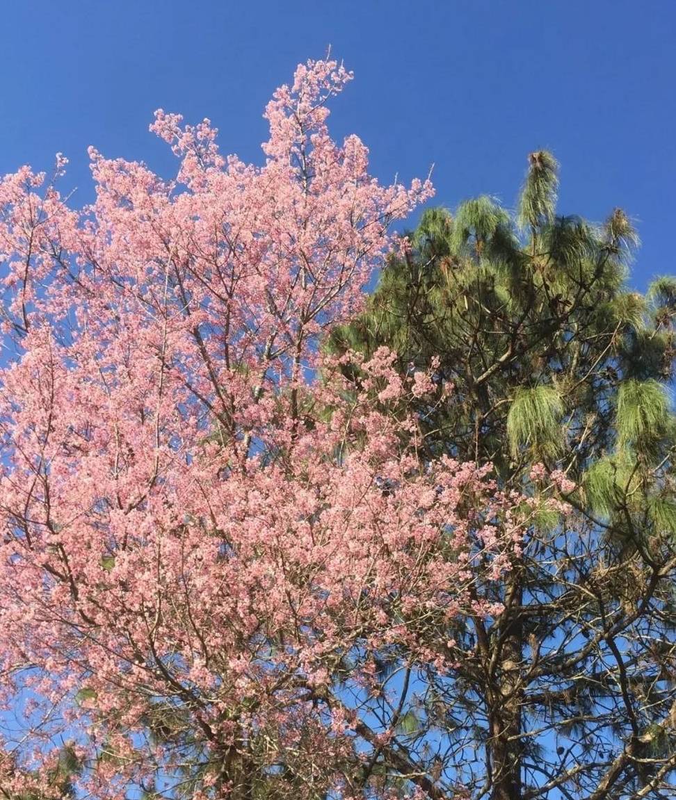 原创 “盛产”美女的东枝,即将诞生一个网红景点,是小姐姐们的最爱13