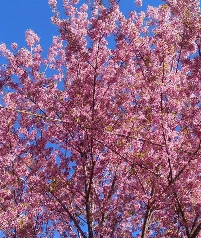 原创 “盛产”美女的东枝,即将诞生一个网红景点,是小姐姐们的最爱14