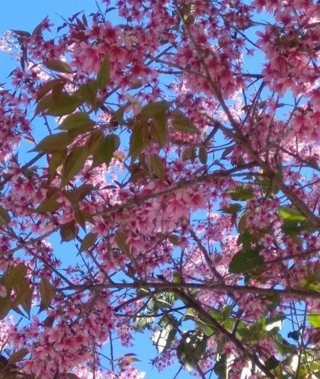 原创 “盛产”美女的东枝,即将诞生一个网红景点,是小姐姐们的最爱15