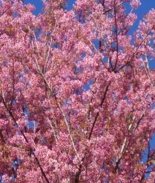 原创 “盛产”美女的东枝,即将诞生一个网红景点,是小姐姐们的最爱16