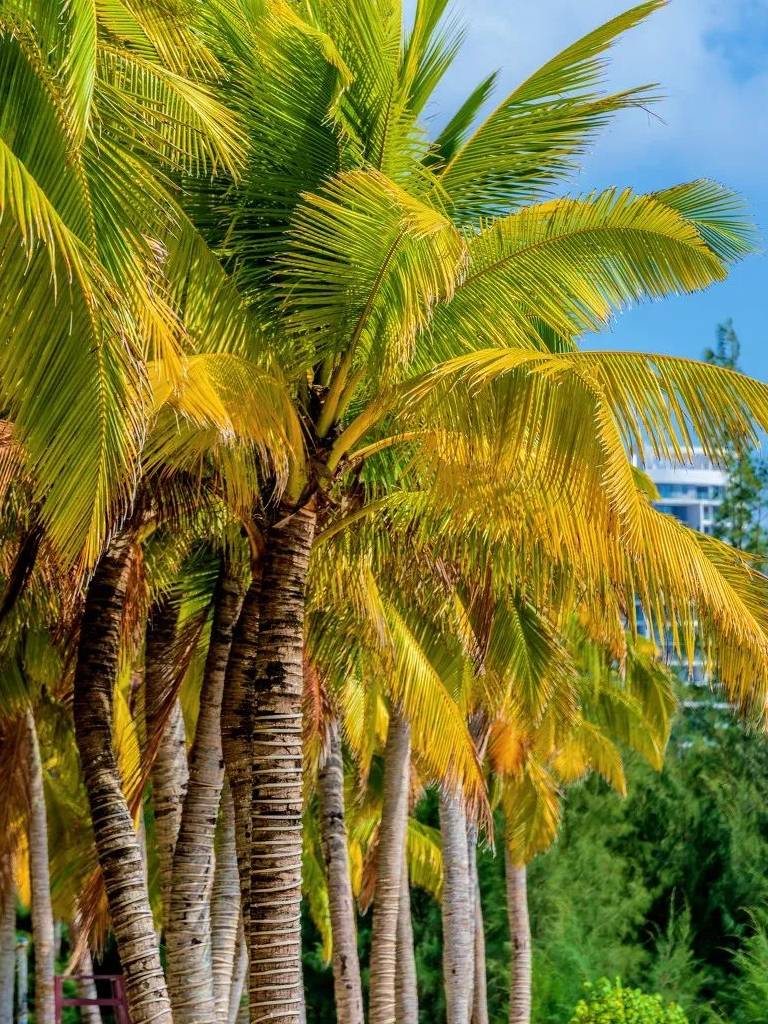 原创 海南版“加州1号公路”,沿途都是媲美马代的天堂海景9