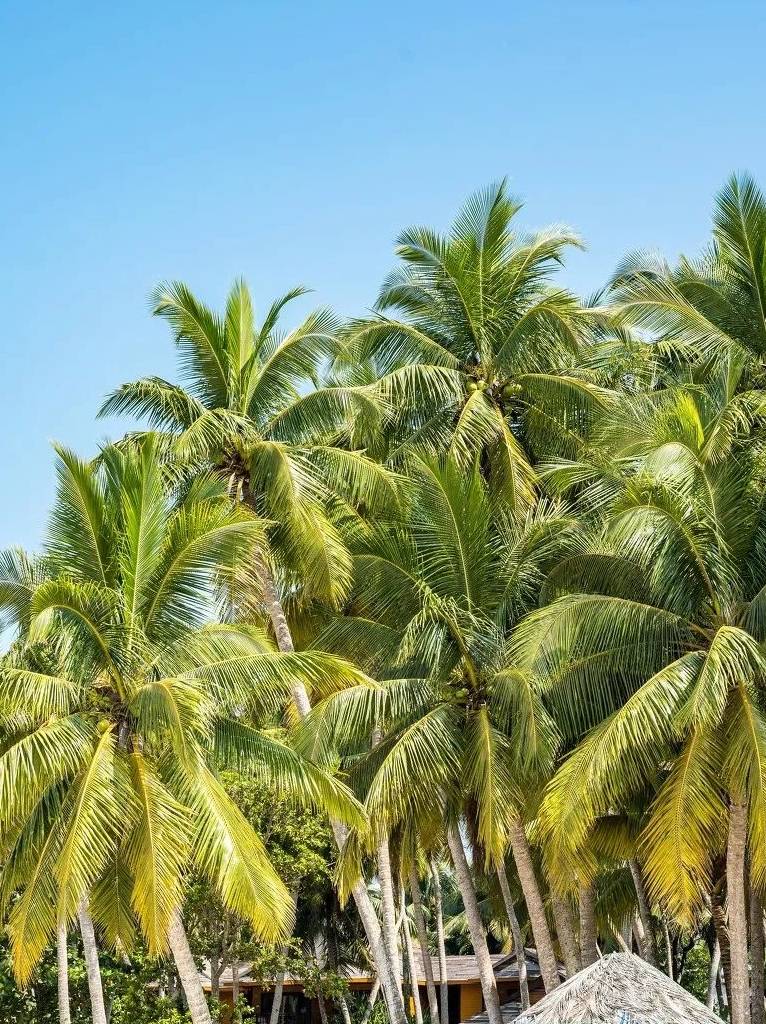 原创 海南版“加州1号公路”,沿途都是媲美马代的天堂海景14