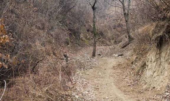 原创 再访秦岭岭沟，竟然碰到了与四年前一样的场景：四头黄牛和一个人2