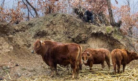 原创 再访秦岭岭沟，竟然碰到了与四年前一样的场景：四头黄牛和一个人3