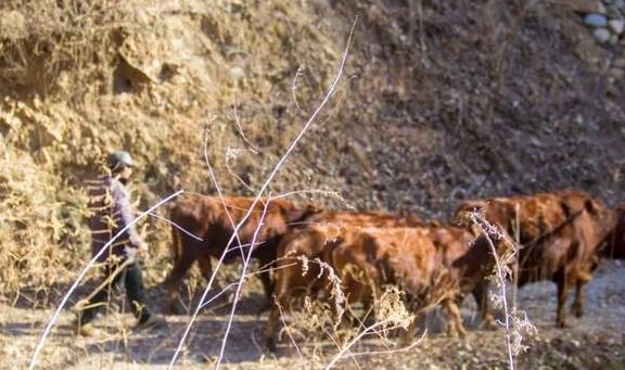 原创 再访秦岭岭沟，竟然碰到了与四年前一样的场景：四头黄牛和一个人5