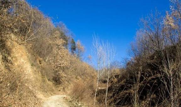 原创 再访秦岭岭沟，竟然碰到了与四年前一样的场景：四头黄牛和一个人7