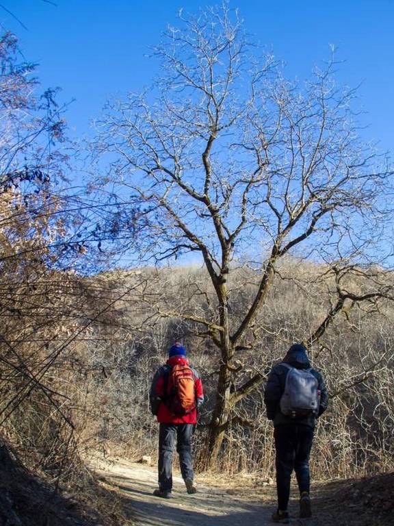 原创 再访秦岭岭沟，竟然碰到了与四年前一样的场景：四头黄牛和一个人9