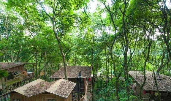 原创 广东有个超适合“隐居”的树屋，藏在深山之中，你想去感受一下吗12