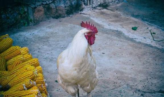 原创 藏在泸沽湖大山中的女儿国,到底有多神秘?谁都可以走婚是真的吗12