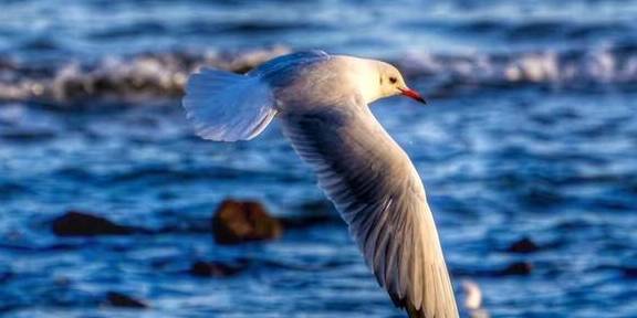 我说青岛是个适合养老的地方,也是有口皆碑的宜居城市,您觉得呢14