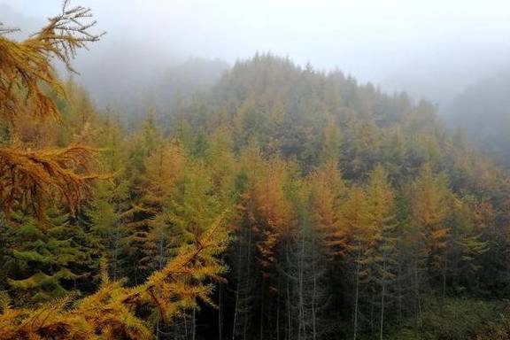 原创 秦岭以南、五岭南坡以北水青冈树形成的美景让人心旌荡漾遐思无限3