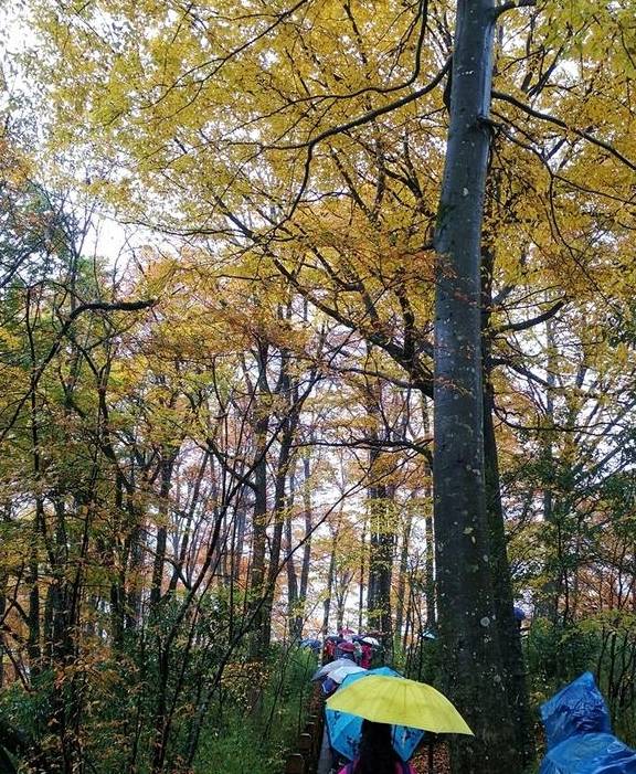 原创 秦岭以南、五岭南坡以北水青冈树形成的美景让人心旌荡漾遐思无限4