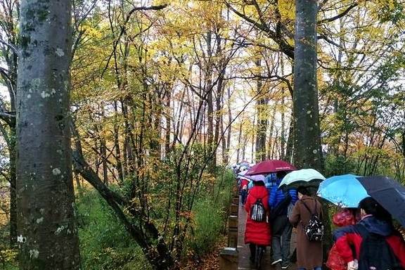 原创 秦岭以南、五岭南坡以北水青冈树形成的美景让人心旌荡漾遐思无限5