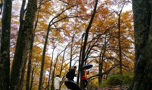 原创 秦岭以南、五岭南坡以北水青冈树形成的美景让人心旌荡漾遐思无限6