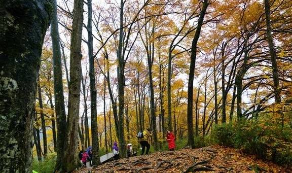 原创 秦岭以南、五岭南坡以北水青冈树形成的美景让人心旌荡漾遐思无限11