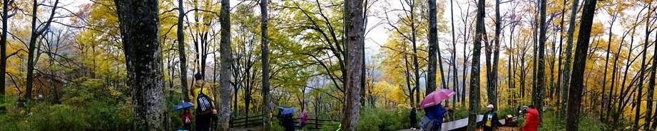 原创 秦岭以南、五岭南坡以北水青冈树形成的美景让人心旌荡漾遐思无限12